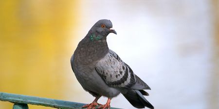 “He’s Stalking Me!” Upset Woman Reports a Pigeon to the Local Police Force