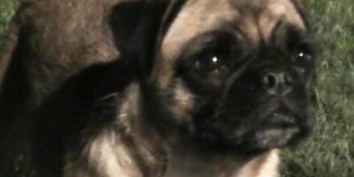 Have You Met Loca? The Irish Pug Who Can Sing (But Not Run)