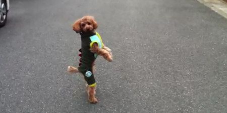 “You Coming With Me?!” The Poodle Who Could Run Like A Human