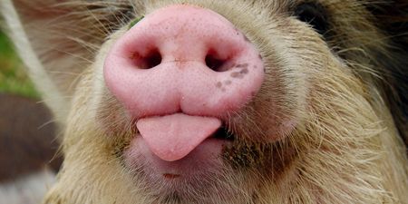 What Do You Get When You Cross Instagram With Pictures of Pigs?
