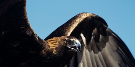 The Skies Are Safe Again! Golden Eagle Video Turns Out to Be a Hoax