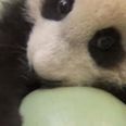 VIDEO: The Story of an Adorable Panda Cub and His Ball