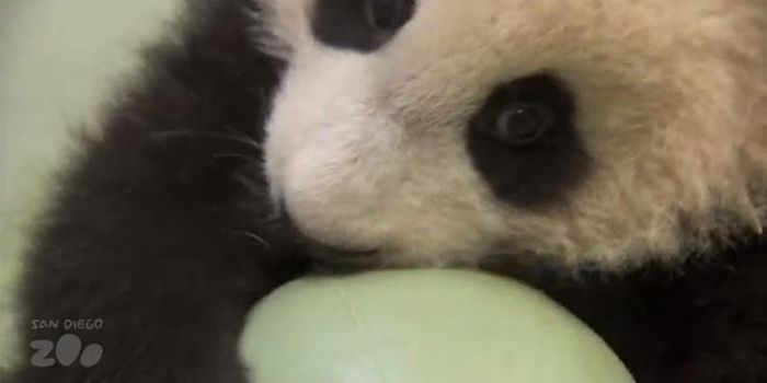 VIDEO: The Story of an Adorable Panda Cub and His Ball