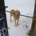 This Breaks Our Hearts: Dog Having Trouble With Stick