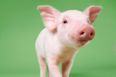 Harry Potter’s Wand, a Pig & Breast Implants: The Weirdest Things Left in Hotel Rooms Last Year