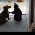 “Calm Down!” Cat Puts Dog Firmly In Its Place