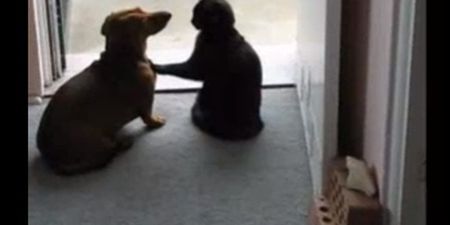 “Calm Down!” Cat Puts Dog Firmly In Its Place