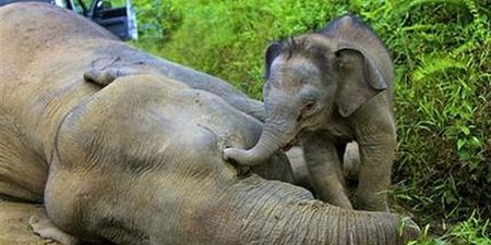 Heartbreaking Scene As Baby Elephant Tries To Wake Up Its Dead Mother