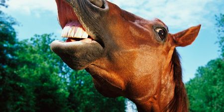 Ba-Dum-Dum-Ttssh!! Twitter Goes Mad For Horse Meat… And We’ve Reigned In The Best Puns