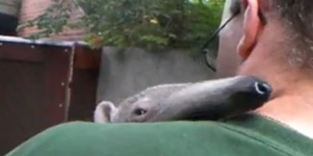 Anteater Adolpho Falls Asleep on Keeper’s Shoulder