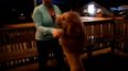 ‘Hello Police, There’s  A Baby Lion On The Loose’
