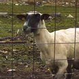 The Seven Second-Long Mystery: What Did This Sheep See?