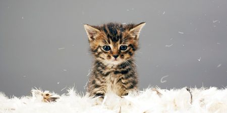 No Kittens Allowed: Man Wants To Completely Rid New Zealand of Cats