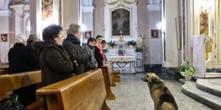Best Friends Forever: Devoted Doggy Mourns the Death of His Owner In Local Church