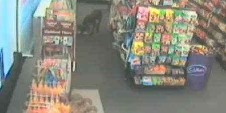 The News Report You Didn’t Expect To See Today: Three-Legged Dog Robs Shop