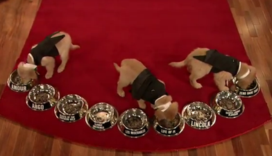 If Only Puppies Could Vote… These Little Guys Predict The Oscar’s Best Film Winner