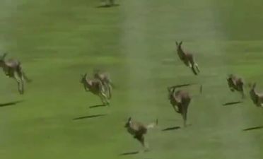 Off For A Leisurely Bounce! Oz Women’s Open Is Stormed By A Group Of Unlikely Fans