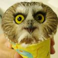 Have You Ever Seen An Owl Wrapped Up Like A Burrito? You Can Now Tick It Off Your Bucket List…