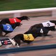 WIN: Tickets to “Bad Hare Day” – a Great Night Out at Harold’s Cross Greyhound Stadium with the Irish Greyhound Board [COMPETITION CLOSED]