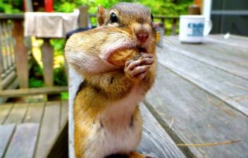 Bitten Off More Than He Can Chew?! Nut-Thing’s Too Big For This Chipmunk