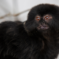 Monkey Business: Meet The Newest Arrival To Dublin Zoo…