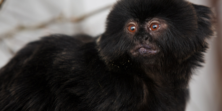 Monkey Business: Meet The Newest Arrival To Dublin Zoo…