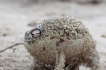 The Cutest Noise You’ll Hear All Day: Freaky Frog Has A Way With Words