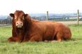 Devoted Dad Donates Bull Worth €3,000 To Help Raise Funds For His Daughter’s School