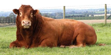 Devoted Dad Donates Bull Worth €3,000 To Help Raise Funds For His Daughter’s School