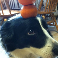 Oranges, Eggs, Baking Bowls, Pringles… Zelda The Dog Can Balance Pretty Much Anything On Her Head