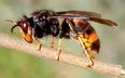 Invasion Alert: If You’re Terrified Of Bees & Wasps, You May Not Like This News…