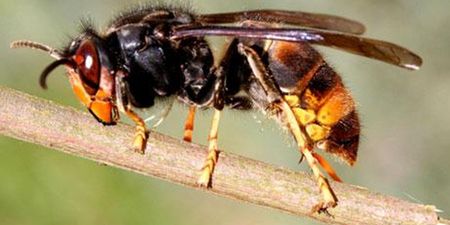 Invasion Alert: If You’re Terrified Of Bees & Wasps, You May Not Like This News…
