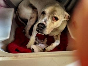 We All Grow Attached… Why This Old Dog Climbed Into The Dryer