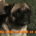 Steady On: Adorable Pug That Can’t Run Goes Viral