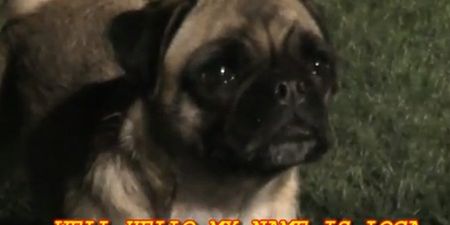 Steady On: Adorable Pug That Can’t Run Goes Viral
