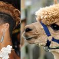 It’s Uncanny! Celebrities And The Random Animals They Look Exactly Like