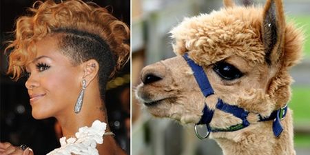 It’s Uncanny! Celebrities And The Random Animals They Look Exactly Like