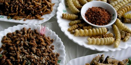 Pest de Resistance – Creepy-Crawly Festival To Promote Eating Insects