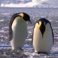 Slipping & Sliding: A Compilation Of The World’s Clumsiest Penguins