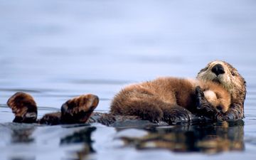 Mothers Come In All Shapes & Sizes: 10 Cute Baby Animals & Their Mammies