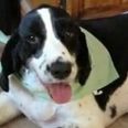 Springer Spaniel Ends Up in Ireland After Being Put on Wrong Flight by US Airline Much to Owner’s Disgust