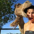 This Is Why You Should Never Work With Animals: Selfie With A Camel Goes Wrong. Horribly, Horribly Wrong.