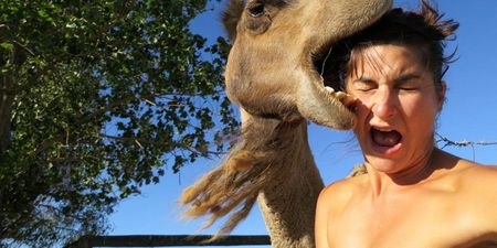 This Is Why You Should Never Work With Animals: Selfie With A Camel Goes Wrong. Horribly, Horribly Wrong.