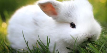 European Union Bans Sale Of Cosmetics Tested On Animals