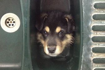 What A Sinking Feeling: Adorable Puppy Manages To Get Himself Stuck In A Very Strange Place