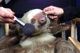 “I’m Ready For My Close-Up Now!” Picture Of Pampered Sloth Goes Viral
