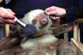 “I’m Ready For My Close-Up Now!” Picture Of Pampered Sloth Goes Viral