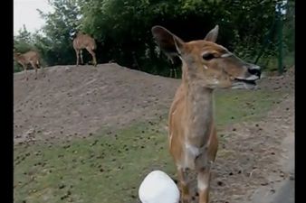 “HUH?!” Forget The Singing Goat, Meet The Next Online Sensation: The Confused Antelope