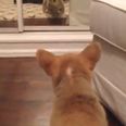 “Who The Hell Is That?!” Puppy Has Hilarious Reaction When It Sees It’s Reflection For The First Time