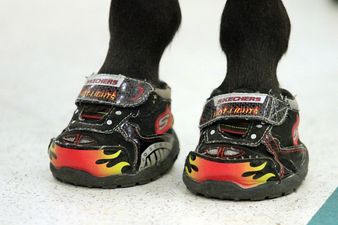 Meet Zoe, The Tiny Horse In Runners Who Is Changing A Little Boy’s Life